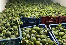 Oranges vertes douces et juteuses fraîches du Vietnam Agrumes de première qualité prêts pour l'exportation sur le marché international - Product Image 5