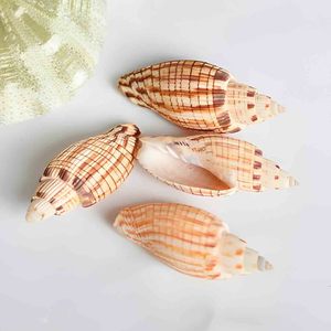 Coquilles d'escargot de mer en gros, coquillages naturels, décorations nautiques de plage, coquillages marins, prix le plus bas - Product Image 6