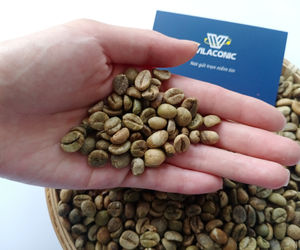 กาแฟโรบัสต้าเวียดนาม ปี 2024 ผลผลิตใหม่ เกรด AA คุณภาพดี สะอาด ขัดเงา 60 กก./ถุง บรรจุในกระสอบ จากโรงงานวิลาโคนิค (+84398885178) - Product Image 3