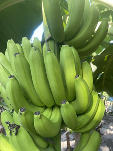 กล้วยหอมบลูโลตัส คาวเอนดิช ปี 2025 รสชาติสดใหม่จากทรอปิคอล เหมาะสำหรับทุกเพศทุกวัย  ลดราคาพิเศษ - Product Image 5