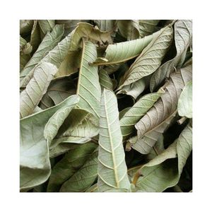 Feuilles de goyavier séchées très demandées pour la préparation de boissons rafraîchissantes, le thé et la préparation d'extraits alimentaires commerciaux - Product Image 1