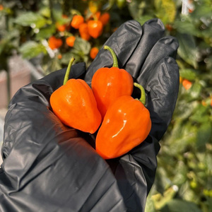 Piments doux jaunes et rouges biologiques en gros - Capsicum Habanero de haute qualité au goût sucré - Product Image 3