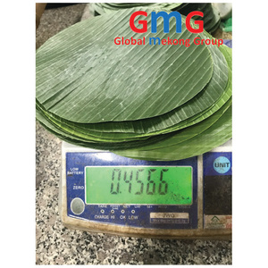 Mejor Precio Hoja de Plátano Natural Verde Marca GMG de Vietnam para Mayoristas - Product Image 4