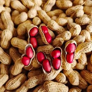 Cacahuetes crudos orgánicos de primera calidad, secos, crujientes, con alto contenido de proteínas, buen sabor, empaque personalizado, snacks saludables, exportador competitivo - Product Image 2