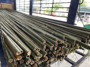 Pôles en bambou séché traité, robustes et durables, grand diamètre, pour clôtures extérieures, aménagement paysager et décoration de jardin - Product Image 3