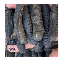 Abalone entier de qualité supérieure, saliné, en vrac, produit de la mer nutritif