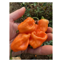 Exportklaar verse Habanero-peper met een hoog scherpteniveau voor industriële verwerking en voedingsmiddelen met toegevoegde waarde