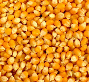 Maíz Amarillo y Rojo Seco Sin GMO de Fábrica, Venta al por Mayor, Granos de Maíz Amarillo a Granel, Maíz Sin GMO Grado Alimenticio - Product Image 4