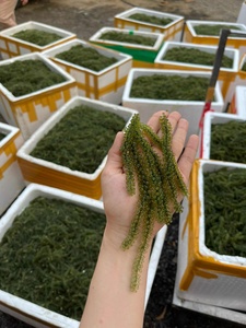 Dried Sea Grapes premium seaweed pearls material for salad topping sushi garnish and food preparation Vietnam - Product Image 2