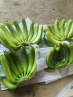 Verse groene bananen, hele, tropisch fruit, gangbare variëteit, onrijp, voor detailhandel en groothandel