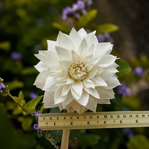 VADEE BIG FLOWERS DAHILA, Flor de Madera de Sola de 15 cm, Artesanía Hecha a Mano, Rosa Inglesa Sostenible, Modelo 002, Planta de Sesbania - Product Image 5