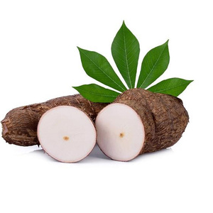 Venta al por mayor de yuca y semillas de yuca a precios económicos. Compre yuca fresca congelada de primera calidad para alimentación animal. - Product Image 4