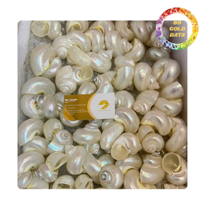 Porte-serviettes en coquillage de conque, moderne, luxueux, écologique, durable, pour la maison, la plage, l'hôtel, la station balnéaire, 99 GOLD - Product Image 6