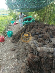 ผู้ผลิตเวียดนาม ได้รับการรับรองมาตรฐาน BRC Food HACCP ขายส่งราคาส่ง ผงมันม่วงออร์แกนิคคุณภาพสูง ผงมันม่วง - Product Image 6