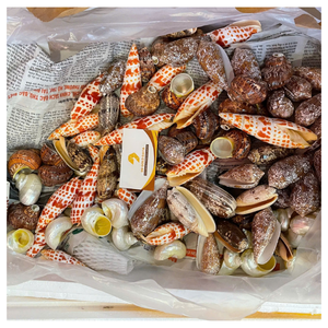 Handmade Natural Seashell Boat Christmas Beach Decor | Eco Ocean Craft HOT SALE - CARYLN - Product Image 3