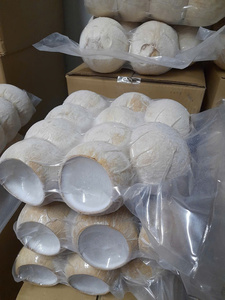 Carne de Coco Joven Desmenuzada Congelada Lista para Usar, Pulpa Fresca, Proceso IQF, Envasado al Vacío 1kg - Para Panaderías, Tiendas de Postres, Bebidas - Caryln - Product Image 3