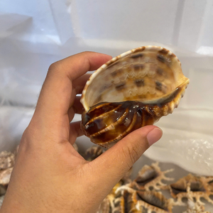 Plato de Perla Negra de Vietnam para Premiar Resultados Artísticos y Estimular los Sentidos Estéticos de los Visitantes en Art 99 Gold Data - Product Image 2