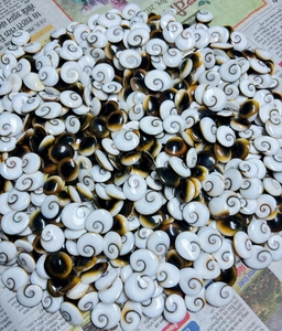 Gema Natural de Ojo de Shiva de Alta Calidad, Cabujón Suelto, Lote Directo de Fábrica, Lote a Granel de Gemas de Ojo de Shiva a Precio Mayorista - Product Image 1