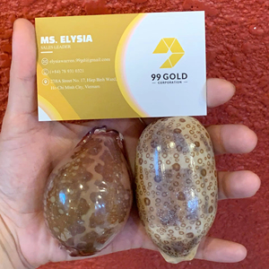 Tiger Cowrie Leporicypraea Mappa <b>Large</b> Cypraea Argus Eyed Cowry Natural Seashell Craft Decoration Vietnam Factory Wholesale - Product Image 1