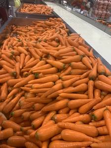 Zanahoria Fresca Natural Granja Cultivada Vegetales para Cocinar y Exportar Cultivo de Raíz de Alta Calidad Suministro Directo de Granjas de Vietnam - Product Image 6