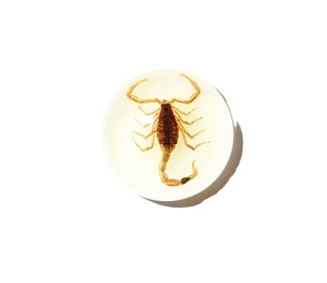 Escorpión Dorado, Espécimen Real, Cabujón de Plástico Redondo de 19x19 mm, Base Plana Brillante para Manualidades y Joyería - Product Image 4