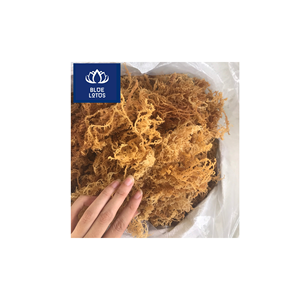 BEST-SELLER : Algues Marines Séchées Écologiques et Sûres, Idéales pour la Fabrication de Gels et les Soins de la Peau – Prix Direct Fournisseur - Product Image 1