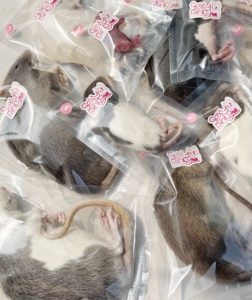 Rata Congelada para Alimentación de Aves 3XS 7-13g – Envasada Individualmente |   Enriquecido con Probióticos - Product Image 3