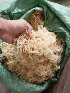 Musgo Marino Morado Seco de Vietnam/Musgo Marino Irlandés Dorado con y sin Sal/Superalimento Eucheuma Cottonii ANNA DO - Product Image 4