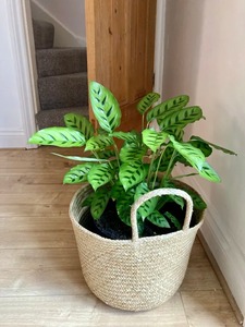 Cesta de Almacenamiento Hecha a Mano con Hierba Marina Natural, Venta al por Mayor, Ecológica, Hecha en Vietnam - Product Image 2