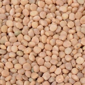 Semillas de Goma Guar Premium 99% Naturales de Grado Alimenticio y Farmacéutico |   Proveedor y Exportador de Productos a Granel de Calidad de Exportación en India - Product Image 1