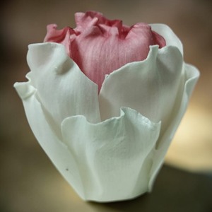 VADEE SOLA WOOD FLOWER SET ROSE Diffuser SET03 6.5CM Rose Poudrée Bâtonnets en Fibre de Plante de Sésbanie Aromathérapie Faits Main Durables - Product Image 3