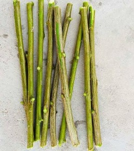 Barra de Miswak de Neem Orgánica Natural, Sin Químicos, Solución para Blanqueamiento Dental e Higiene Bucal, Herbal, LKS Enterprises, Vida Útil de 24 Meses - Product Image 2