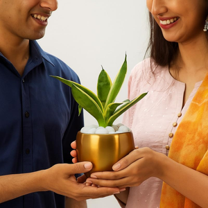 Plante Serpent Argentée Hahnii d'Amulya Farms dans un Élégant Pot en Métal Doré, Plante d'Intérieur Purifiante pour la Décoration de la Maison, du Salon et du Bureau - Product Image 6