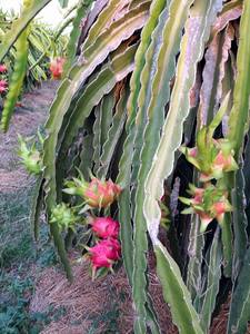 Bloc de pulpe de fruit de la meilleure qualité de fruit du dragon frais pour des demandes de volume élevées de jus frais et d'ingrédients culinaires colorés - Product Image 4