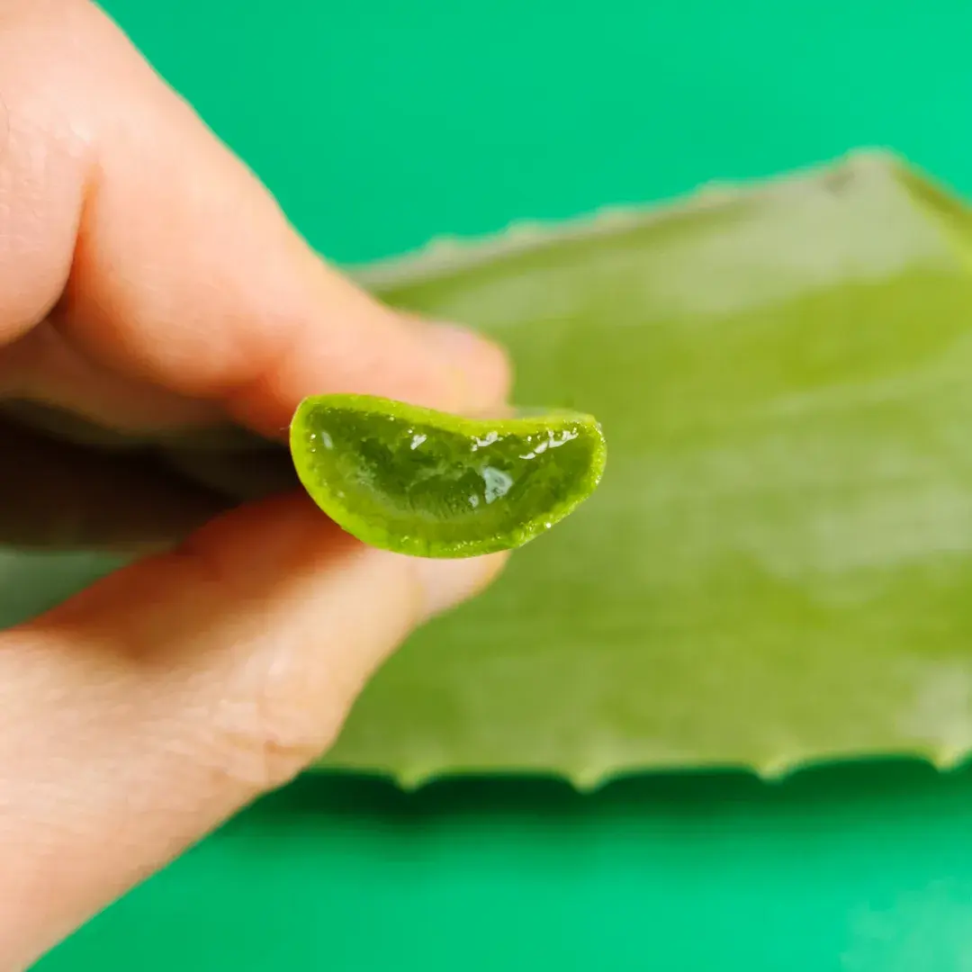 Venda por atacado de folhas secas de Aloe Vera natural de ingredientes de ervas cruas do exportador indiano para uso manual para benefícios multiuso à saúde