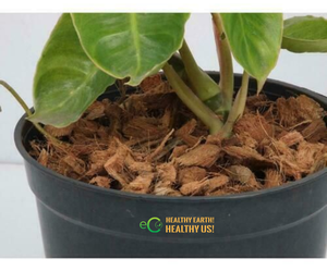 Cáscaras de Coco de Primera Calidad al por Mayor, Bajo en EC, Sustrato Natural de Coco para Aireación de Raíces y Mezclas Profesionales para Macetas - Product Image 6