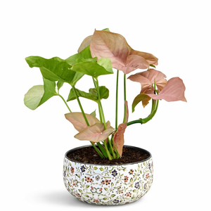 Plante d'intérieur vivante Syngonium rose Amulya Farms dans un pot métallique à imprimé floral de qualité supérieure, plante décorative purifiante de l'air pour la maison - Product Image 6