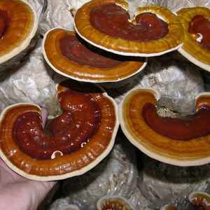 Natural Red Reishi <b>Mushroom</b> Slices for Making Tea Improve Immunity and Sleep Quality - Product Image 3