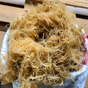 Wholesale <b>Dried</b> Eucheuma Cottonii Seaweed/ Sea <b>Moss</b> From Vietnam / Ms. Alina - Product Image 4