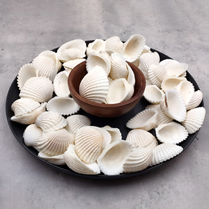 Suministros de conchas marinas al por mayor, conchas marinas naturales de bajo costo, conchas de almeja crudas para decoración náutica - Product Image 5