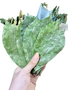 Thé aux feuilles de corossol séchées de qualité supérieure - Product Image 2