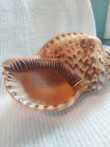 Vente directe usine en gros, petit emballage de détail, coquille de trompette de Triton naturelle, souvenir, bon prix - Product Image 1