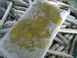 Jugo de caña de azúcar congelado, jugo de caña de azúcar natural de Vietnam para la producción de bebidas, jugo de caña de azúcar puro, producto de exportación al por mayor - Product Image 5