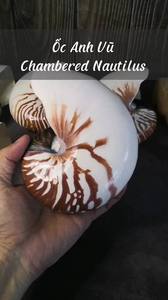 Large Natural Chambered Seashell Polished Eco-friendly Marine for Coastal and <b>Wedding</b> Home Decor Display and <b>Souvenir</b> - Product Image 2