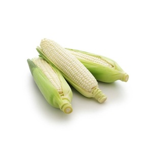 Granos de Maíz Blanco para Alimentación Animal / Semillas de Maíz Blanco Comprar en Línea Oferta al por Mayor Fabricante Proveedor de Stock a Granel - Product Image 2