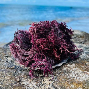 HIGH QUALITY Eco Natural <b>Dried</b> Purple Sea <b>Moss</b> Raw Cottonii Seaweed Non Spiny Type For Food Grade Jelly Powder B2B Salad Making - Product Image 6