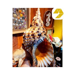 Coquilles de trompette artistiques polies et étanches pour expositions en galerie, installations marines, expositions muséales, plage créative - Product Image 1