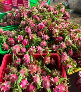 Fruta del Dragón Fresca de Vietnam, Roja y Blanca, Fruta Natural para Consumo Fresco, Jugos, Smoothies, Postres, Catering y Suministro al por Mayor - Product Image 6