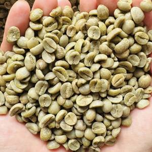 Grano de Café Verde S18 Arábica Sin Tostar Natural/Método de Procesamiento Honey Tamaños 16, 18, 20 de Vietnam - Product Image 2