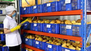 Venta al por mayor 200kg barril vinut agria jugo de Guanábana concentrado fruta bebida en botella de embalaje Vietnam fabricantes proveedores - Product Image 5